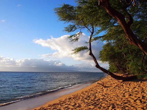 Playa Kaanapali al anochecer con árboles y Lanai en la distancia — Foto de Stock