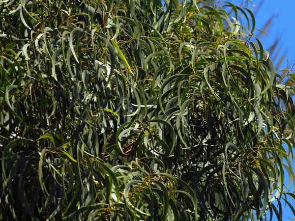Närbild på Acacia Koa Leafs, en native Hawaiian växt av Oah — Stockfoto