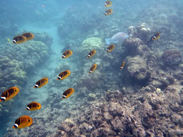 Kikakapu - mýval butterflyfish plavat nad korály — Stock fotografie