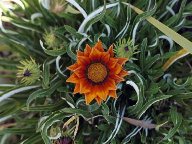 Turuncu çiçek çiçeklenme