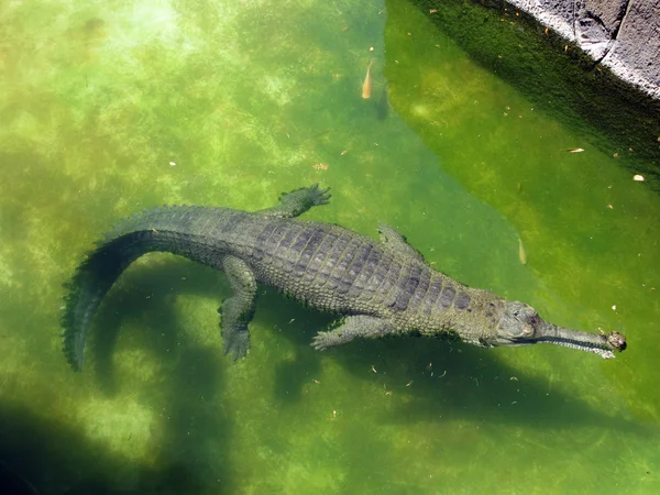 Aligator unosi się na wodzie — Zdjęcie stockowe