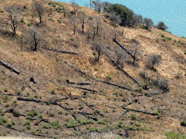 Vida vegetal volviendo a la ladera quemada — Foto de Stock