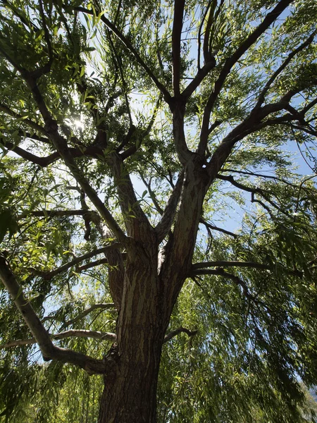 Sun shines through the canopy of medium sized tree — Stock Photo, Image