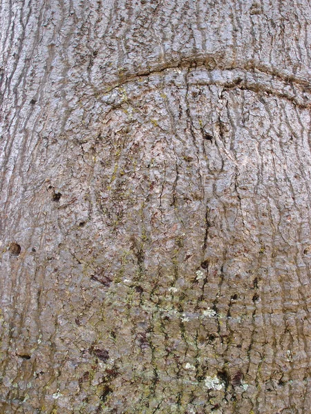 Close-up van boomschors met circulaire hobbel — Stockfoto
