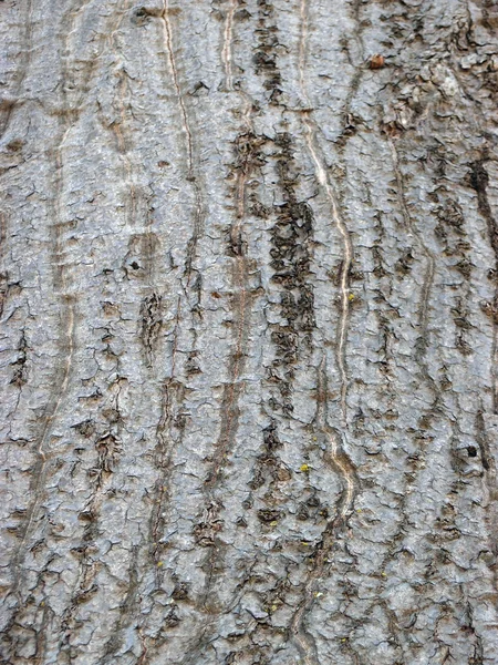Крупный план коры коричневого дерева с длинными трещинистыми линиями — стоковое фото