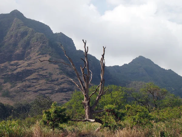 Grande Albero Morto circondato da altri alberi e pennello e montagna — Foto Stock