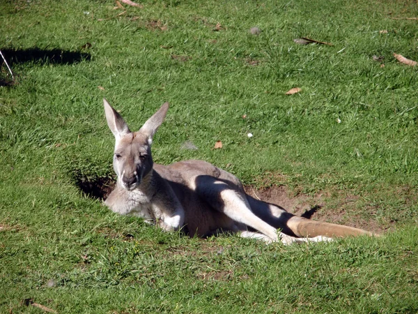 Kangaroo rests in a Hole — Stock Photo, Image