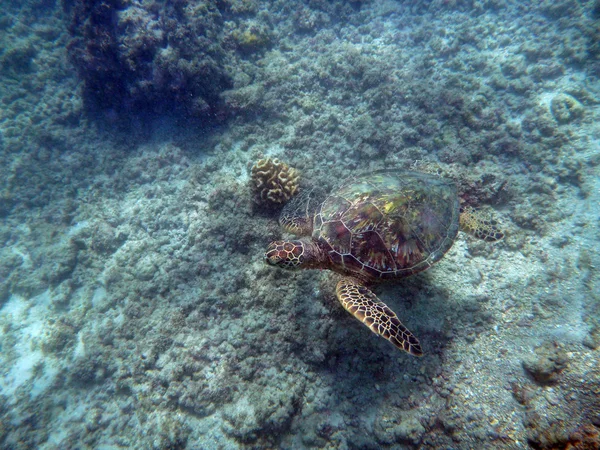 Küçük hawaiian deniz kaplumbağası mercan kayaları sularında yüzüyor. — Stok fotoğraf