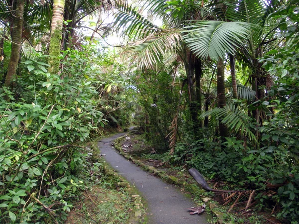 Chemin sinueux en forêt tropicale — Photo