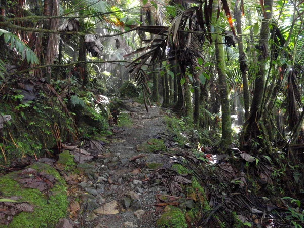 Foggy rock Path with branches in the way in Tropical rainforest