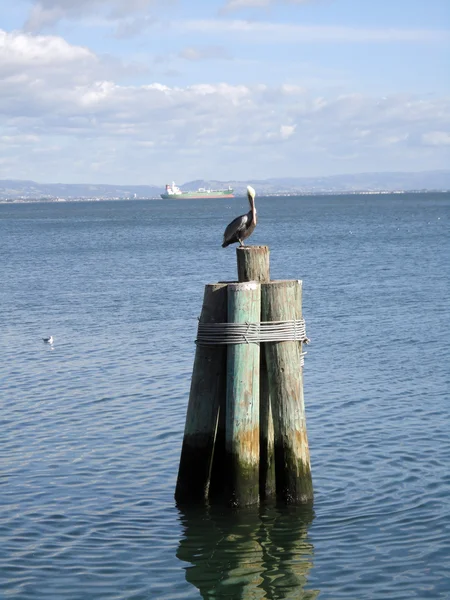 Stora pelican vila ovanpå en pir med stora fartyg i bakgrunden — Stockfoto