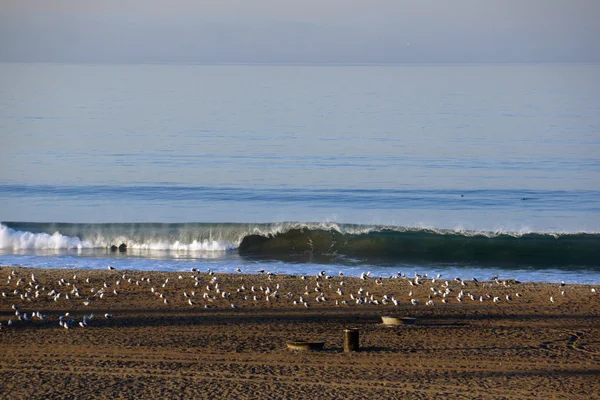 Saltos de ola en la orilla de la playa en Los Ángeles con un montón de pájaros colgando o —  Fotos de Stock