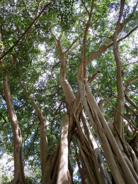 Laube des alten Banyan-Baumes — Stockfoto