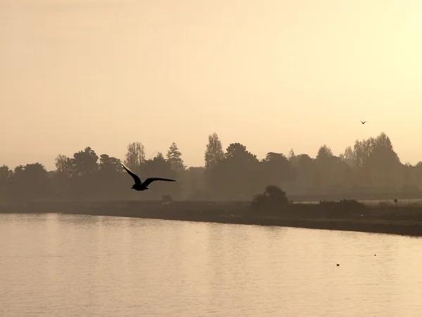 Batı martı kuşları, alameda arka ön planda uçakla. — Stok fotoğraf
