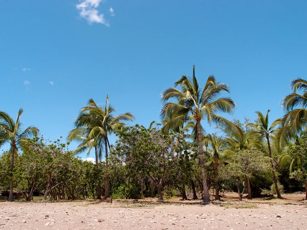 Empty Beach with Coconut and other trees — Stock Photo, Image