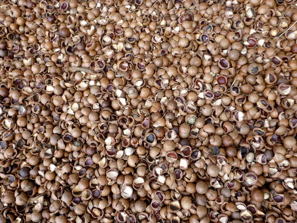ひびの入ったマカダミア ナッツ殻 — ストック写真