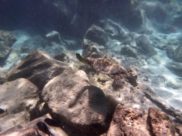 Hawaiian żółw morski pływa powyżej skały na wodach Hawaje — Zdjęcie stockowe