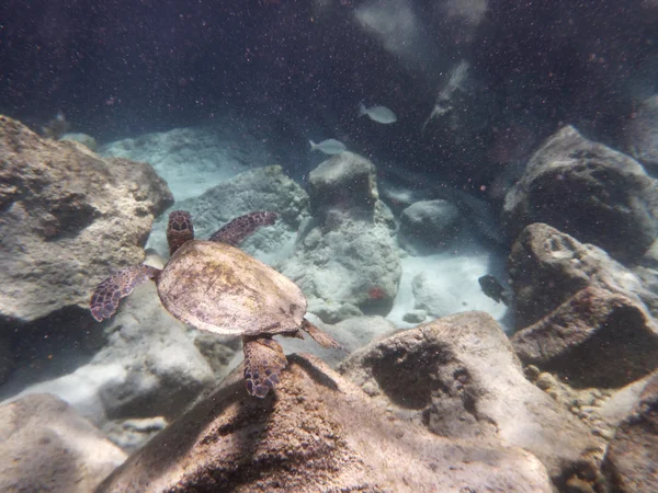 Pequeña tortuga marina hawaiana nada por encima de las rocas las aguas —  Fotos de Stock