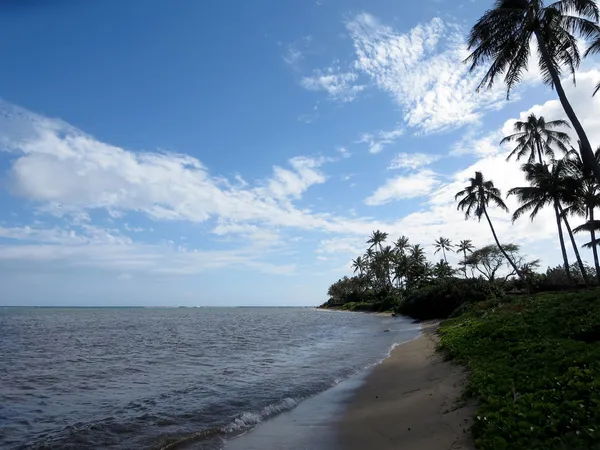 Coconut Trees line Kahala Beach — Stock Photo, Image