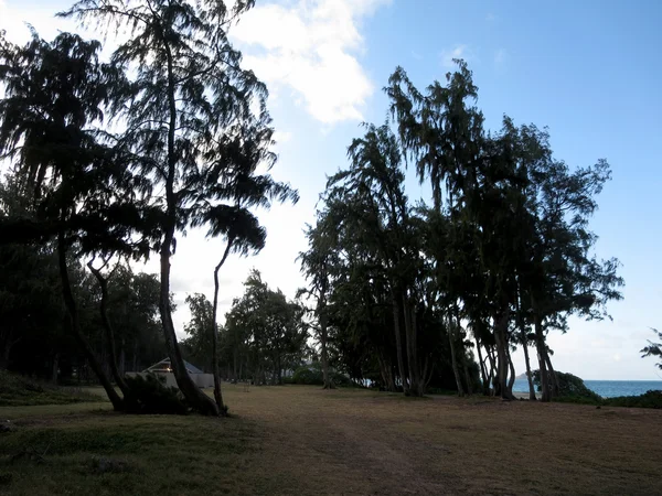 Trockenes Gras mit Feldweg, umgeben von eisernen Bäumen — Stockfoto