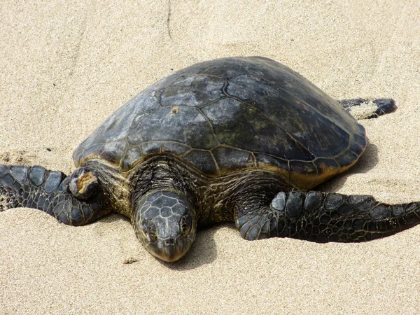 Hawaiian Sea Turtle riposo sulla spiaggia — Foto Stock