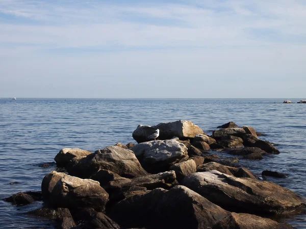 Gaivota rochas no topo rochas jettying no oceano — Fotografia de Stock
