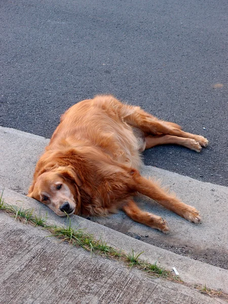 Golden Retriever cão em coloca lado na estrada ao lado da calçada — Fotografia de Stock