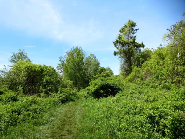 Gras pad in het bos — Stockfoto