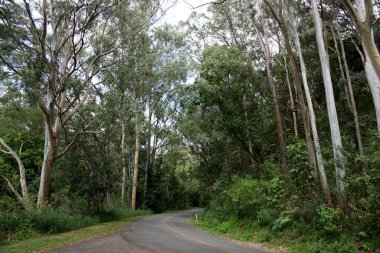 Oahu, Hawaii 'de yol boyunca yemyeşil ağaçlarla dolu Tantalus Dağı' nın aşağısındaki Windy Yolu.