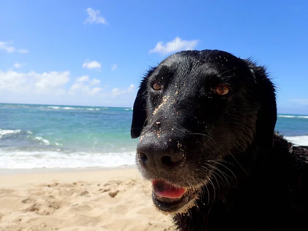 Close Black Retriever Dog Mouth Open Tongue Hanging Out Beach — Stock Photo, Image