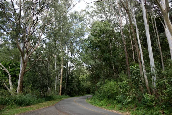 位于夏威夷瓦胡岛的坦塔卢斯山下的风道 道路两旁长满了茂密的树木 — 图库照片