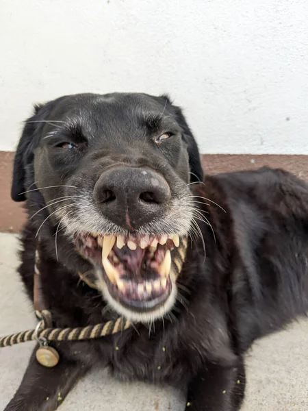 Close Velho Cão Preto Trela Piscando Dentes Para Proteção — Fotografia de Stock