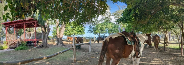 Oahu Oktober 2021 Pferde Warten Schatten Einem Stall Darauf Der — Stockfoto