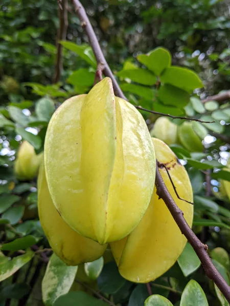 Close Ripe Starfruit Hanging Tree Branch — Stock fotografie