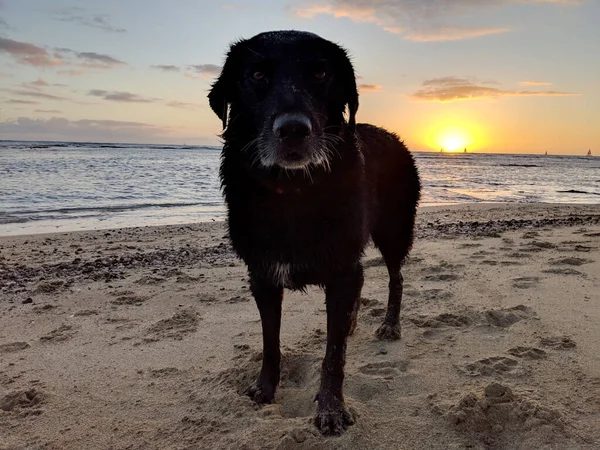 Wet Black Retriever Cão Praia Durante Pôr Sol Com Barcos — Fotografia de Stock