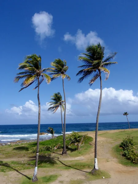 Coqueiro Alto Longo Caminho Para Praia San Juan Porto Rico — Fotografia de Stock