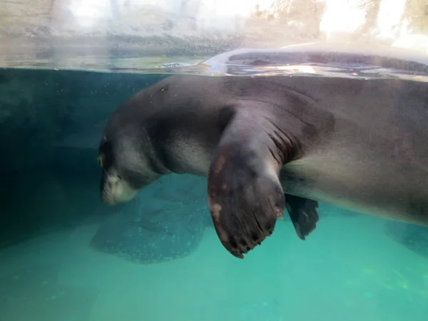 ワイキキ 2013年1月17日 ハワイ州オアフ島のワイキキ水族館で泳ぐモンクシールの手を閉じる — ストック写真