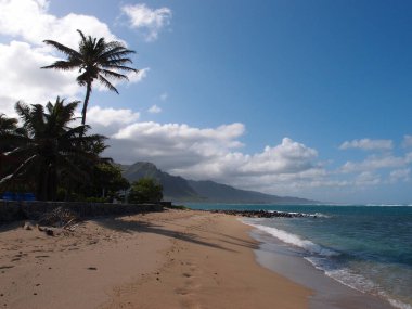 Swanzy Beach Park, Kaaawa, Oahu Hawaii 'de Hindistan cevizi ağaçlarıyla dalgalar kumsalda kopuyor..