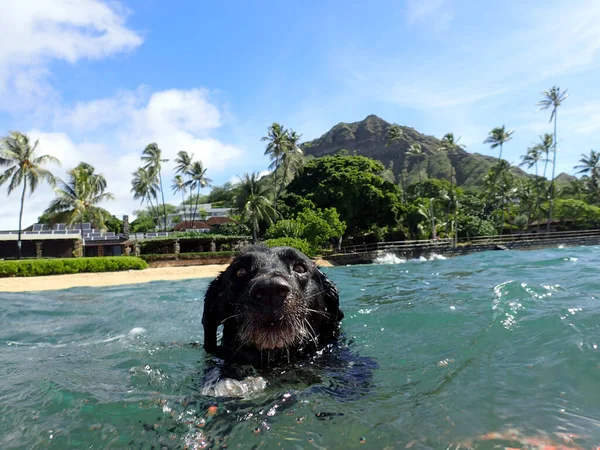 Close Black Retriever Dog Como Ele Nada Água Makalei Beach — Fotografia de Stock