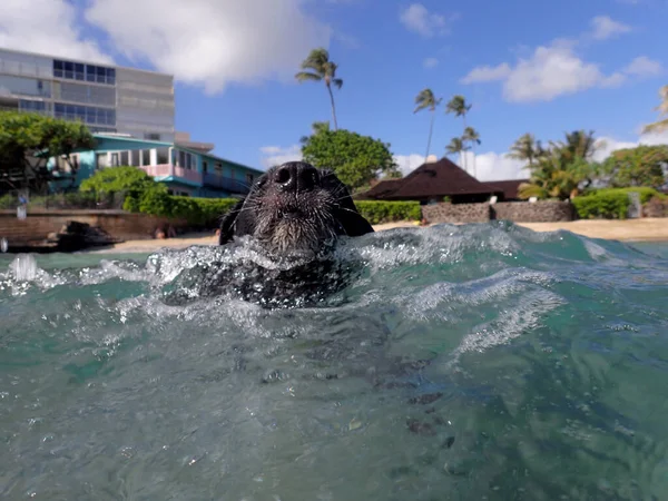 Großaufnahme Des Kopfes Eines Black Retriever Dog Beim Schwimmen Wasser — Stockfoto