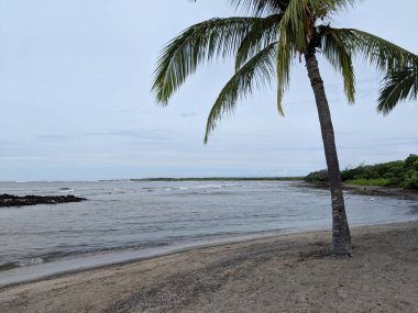 Alula sahilindeki hindistan cevizi ağacı Kalaoa, Hawaii, ABD.