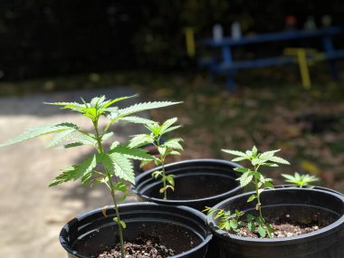 Four Marijuana Plants begin to grow in pots spreading their leafs as they reach for the sun.
