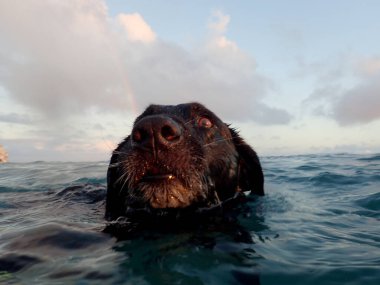 Close-up of head of Black retriever Dog as he swims in the water at Kaimana Beach with rainbow in the distance off coast of Oahu, Hawaii.