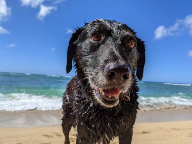 Hawaii, Oahu plajında ağzı açık Black Retriever Dog 'un yakın çekimi..