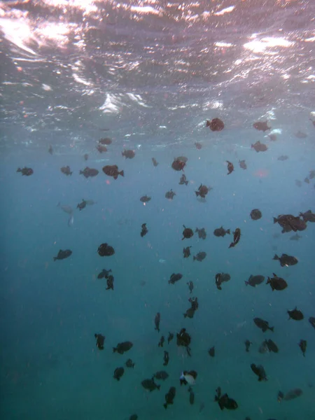 Fish swim beneath the surface of the water with light coming through in Hanauma Bay on Oahu, Hawaii.