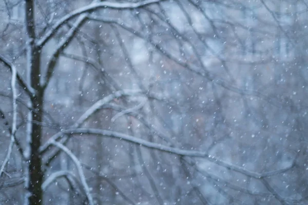 Abstrato desfocado fundo, neve cai sobre a árvore — Fotografia de Stock