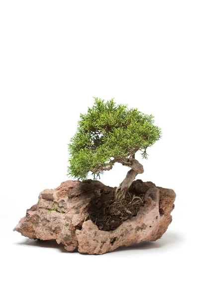 Kis bonsai fa — Stock Fotó