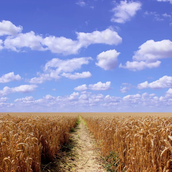 Campo de trigo — Fotografia de Stock