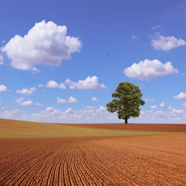 Country Landscape — Stock Photo, Image