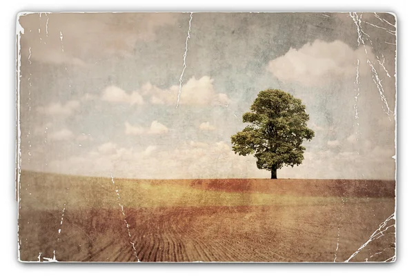 Винтажная фотография дерева — стоковое фото